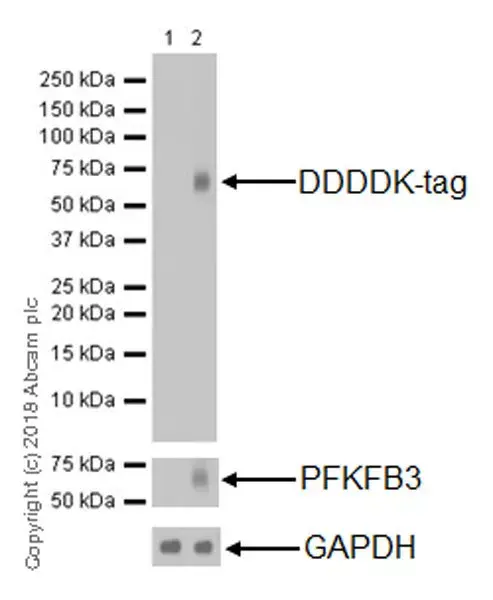 Anti-DDDDK tag (Binds to FLAG® tag sequence) antibody [EPR20018-251](AB205606)
