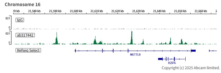 Anti-CEBP Alpha/CEBPA antibody [EPR27924-90](AB317442)