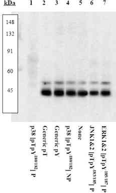 Anti-p38 (phospho T180 + Y182) antibody(AB4822)