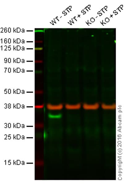 Anti-pro Caspase-3 antibody [E83-103](AB32499)