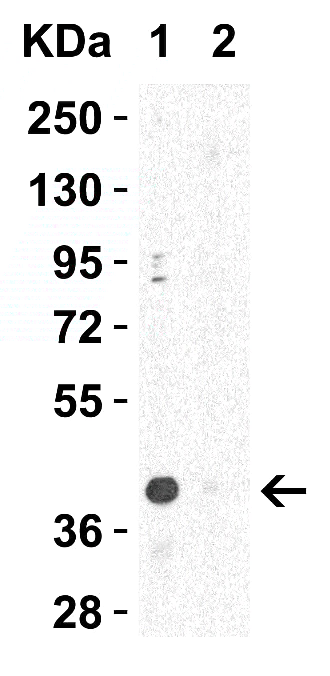 Anti-XBP1 antibody(AB37152)