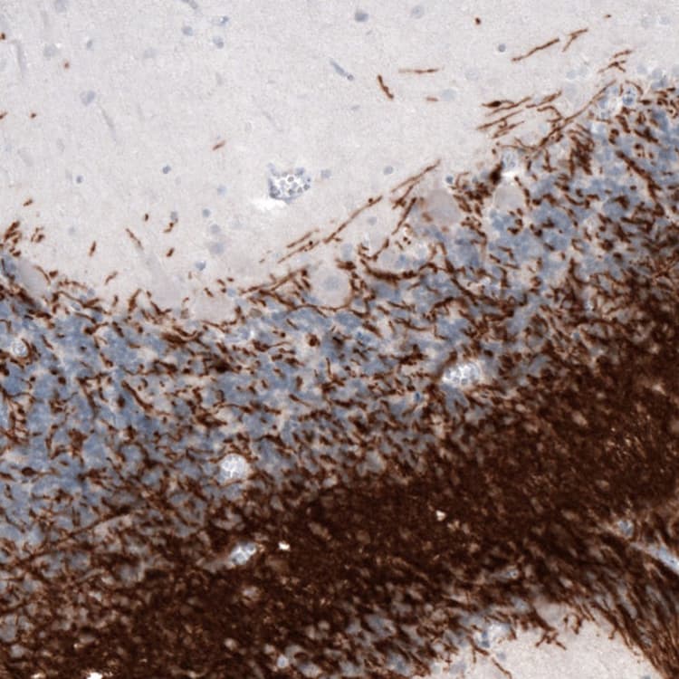 Anti-Myelin oligodendrocyte glycoprotein antibody [CL2858](AB242374)