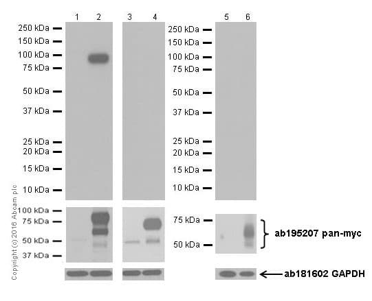Anti-n-Myc/MYCN antibody [EPR18982-13](AB189528)