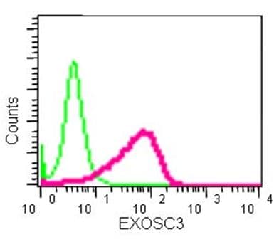 Anti-EXOSC3 antibody [EPR14840(B)] - N-terminal(AB184961)