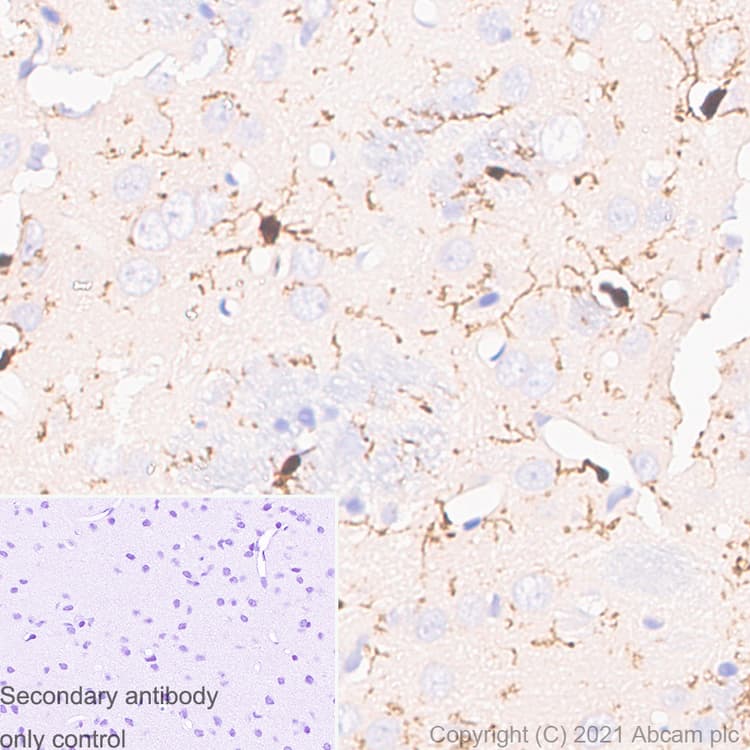Anti-Iba1 antibody [EPR16589] - Mouse IgG1 (Chimeric)(AB283319)