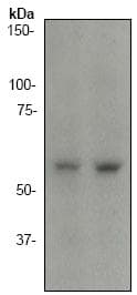 Anti-SGK1 antibody [Y238](AB32374)