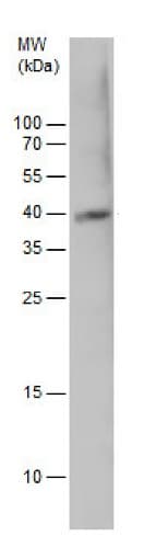 Anti-PDX1 antibody(AB227586)