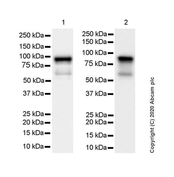 Anti-DDX4 / MVH antibody [EPR24148-58] - BSA and Azide free(AB277638)