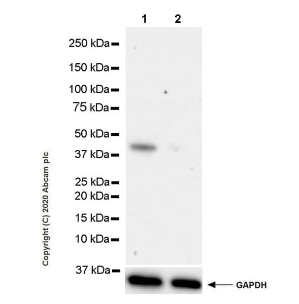 Anti-BRN3A antibody [EPR23257-285](AB245230)