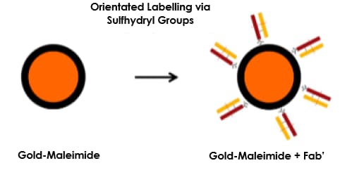 Gold-Maleimide Conjugation Kit (20nm, 20 OD)(AB269902)
