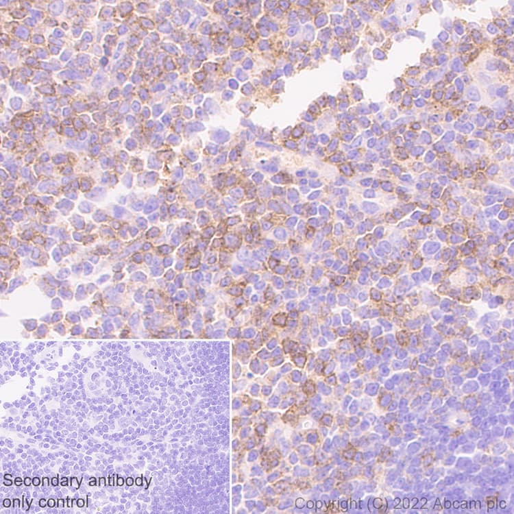 Il 6r Antibody Epr26370 132 Bsa And Azide Free Ab300582  Immunohistochemistry Formalin Pfa Fixed Paraffin Embedded Sections Img400661