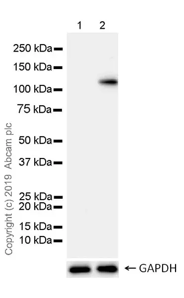 Anti-IRE1 (phospho S724) antibody [EPR23107-16](AB243665)