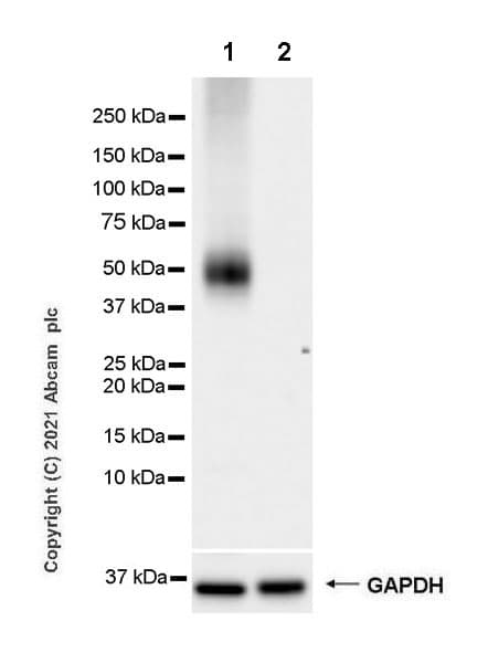Anti-PD-L2 antibody [CAL28] - Rat IgG2a (Chimeric)(AB283347)
