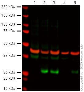 Anti-DDIT3 antibody [9C8](AB11419)