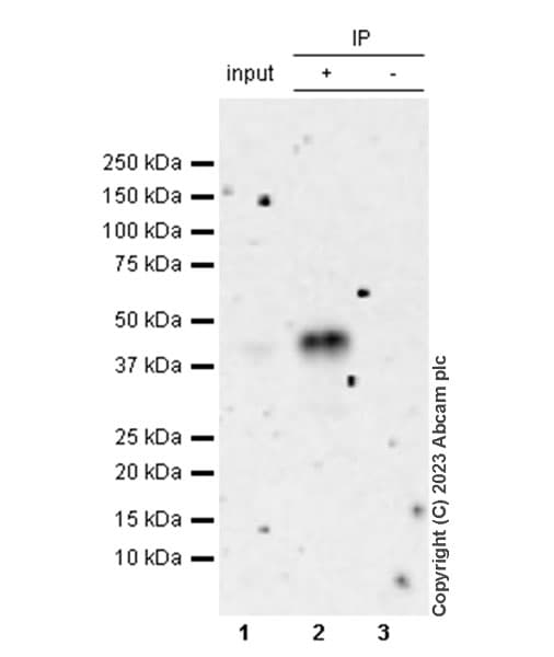 Anti-FOXF1 antibody [EPR27368-79](AB308633)