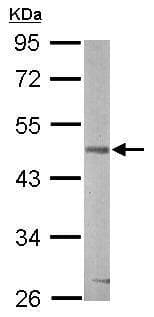 Anti-GSK3 beta antibody(AB227208)