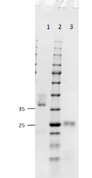 Goat F(ab) Anti-Mouse IgG H&L(AB6668)