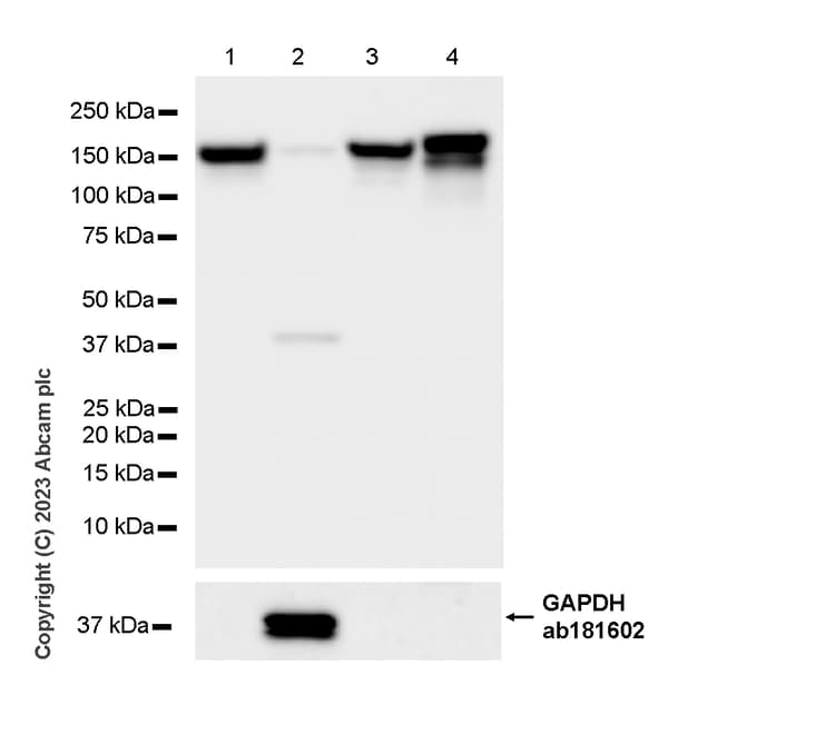 Ceruloplasmin Antibody Epr28432 1 Bsa And Azide Free Ab314669  Western Blot Img421779