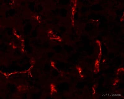 Anti-CD31 antibody [TLD-3A12](ab64543)