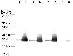 Rabbit Mouse Igg H L Hrp Ab6728 Western Blot Img6270
