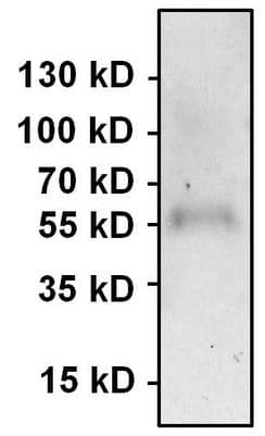 Anti-PAX7 antibody(AB187339)