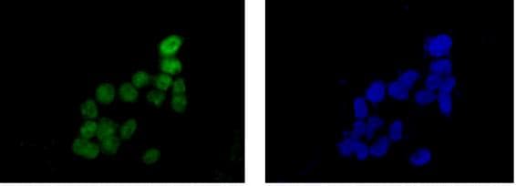 Skp2 Antibody Epr33052 Bsa And Azide Free Ab240263  Immunocytochemistry Immunofluorescence Img45513