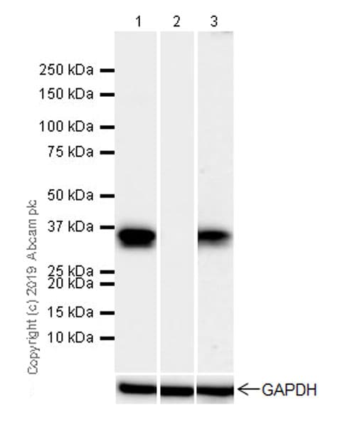 Anti-PU.1/Spi1 antibody [EPR22624-20] - ChIP Grade(ab227835)