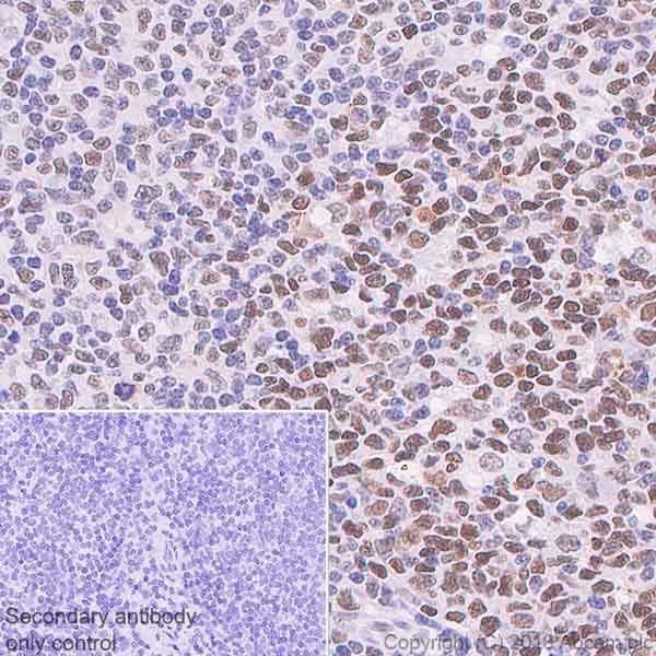 Anti-TRF2 antibody [EPR3517(2)] - BSA and Azide free(AB239939)