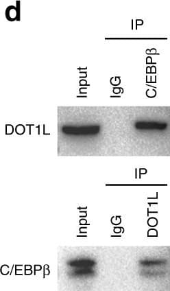 Kmt4 Dot1l Antibody Ab72454  Western Blot Img441990