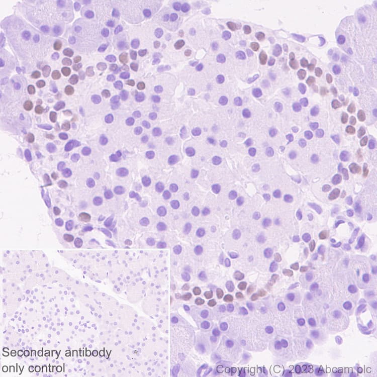 Arx Antibody Epr27481 32 Ab308260  Immunohistochemistry Formalin Pfa Fixed Paraffin Embedded Sections Img408868