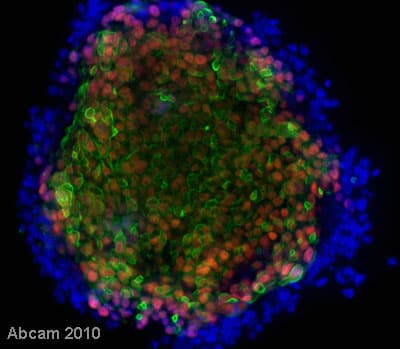 Embryonic Stem Cell Marker Panel (Human: Oct4, Nanog, Tra-1-60 (R), SOX2, SSEA4)(AB109884)