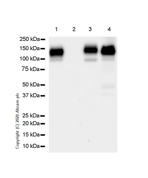 Anti-CD133 antibody [RM1002] - Stem Cell Marker(AB278053)