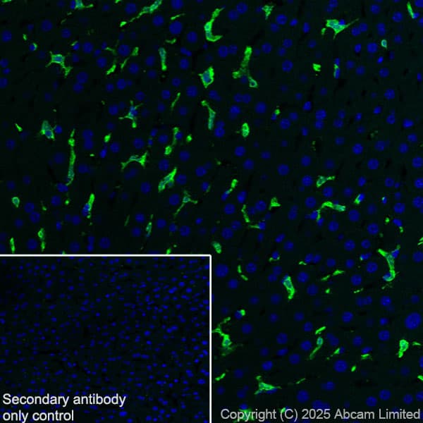 Anti-Iba1 antibody [EPR16589](AB178847)