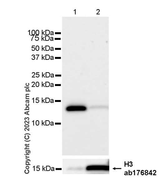 Anti-Histone H3 antibody [EPR16987] - Nuclear Marker and ChIP Grade(AB176842)