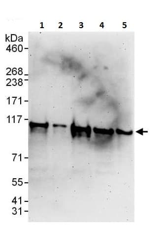 Anti-AlaRS antibody(ab226259)
