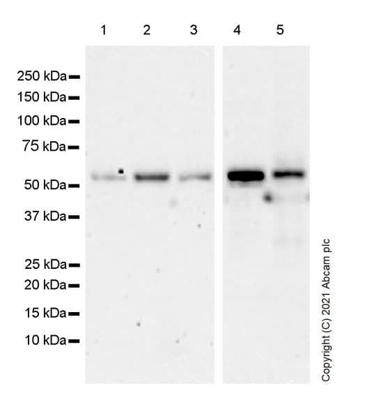 Anti-TM9SF2 antibody [EPR24416-17] - BSA and Azide free(AB281838)