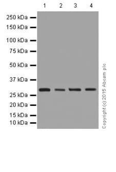 Fhl2 Antibody Epr17860 20 Ab202584  Western Blot Img4665