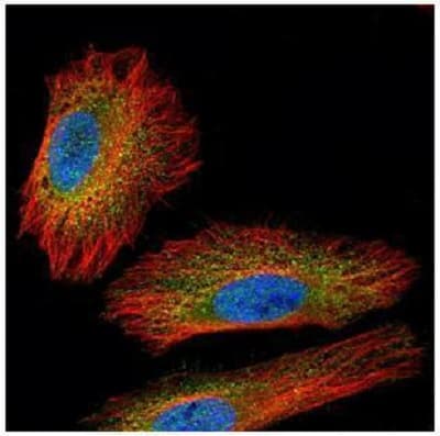 Anti-NEK2 antibody(ab227958)