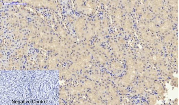 Anti-p53 antibody(AB131442)