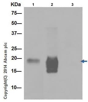 Cxcl15 Antibody Epr14470 Ab197016  Immunoprecipitation Img70586
