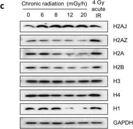 Anti-Histone H2A.Z antibody [EPR6171(2)(B)] - ChIP Grade(AB150402)