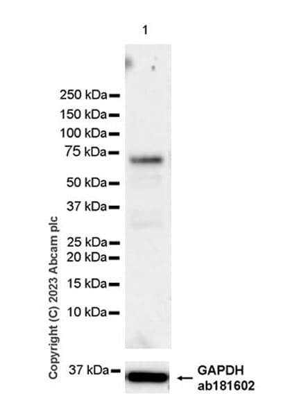 Marcks Antibody Epr28261 90 Bsa And Azide Free Ab315026  Western Blot Img423732