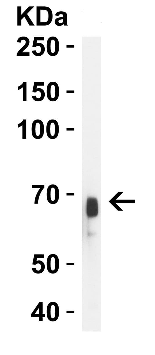 Anti-Albumin antibody(AB106582)