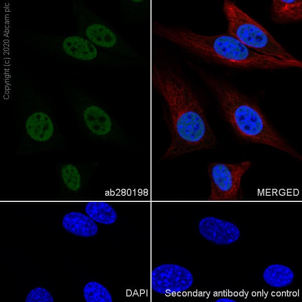 Anti-HDAC1 antibody [EPR23847-170](AB280198)