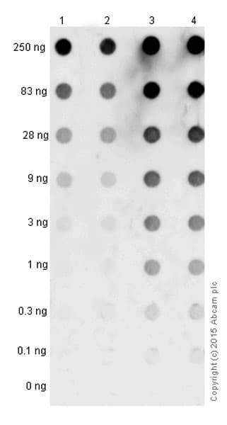 Anti-Alpha-synuclein aggregate antibody [MJFR-14-6-4-2] - BSA and Azide free(AB214033)