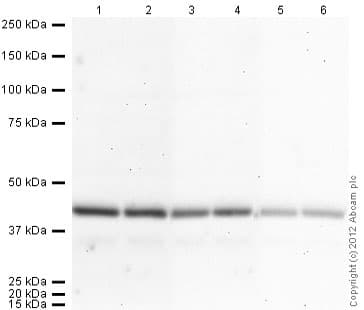 Donkey Anti-Goat IgG H&L (HRP)(AB97110)