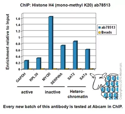Human Histone H3 (di methyl K9) peptide(AB1772)