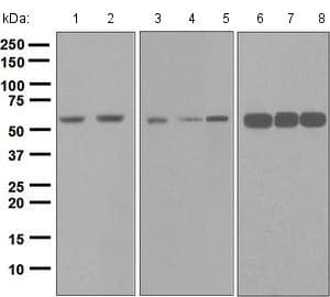 Anti-nmt55 / p54nrb antibody [EPR5270](AB133574)