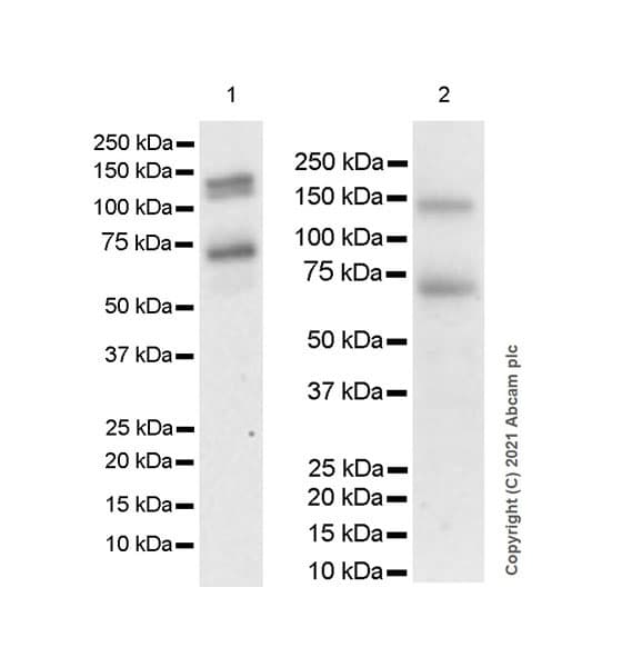 Anti-DDR2 antibody [EPR18826-119] - BSA and Azide free(AB280369)