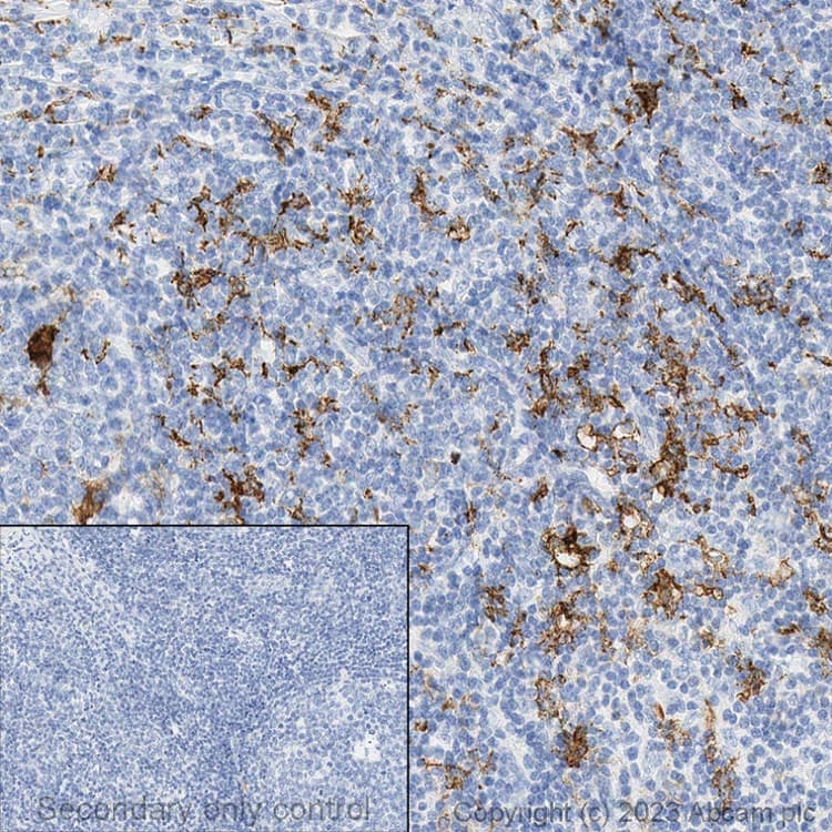 Anti-CD163 antibody [EPR19518] - BSA and Azide free(AB213612)
